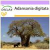 African Monkey Bread Tree - 6 Seeds - Adansonia Digitata