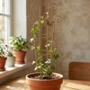 Butterfly Shaped Plant Climbing Trellis Strong Load Bearing Vine Climbing Rack  Potted Plants