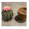 Mini Cute 3D Printed Cactus Salt and Pepper Shakers - Forgecore Spikey Spices