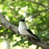 1/2PCS Foam Home Decor Garden Ornament Artificial Animal  Real Feathers Bird Model Simulation Parrot
