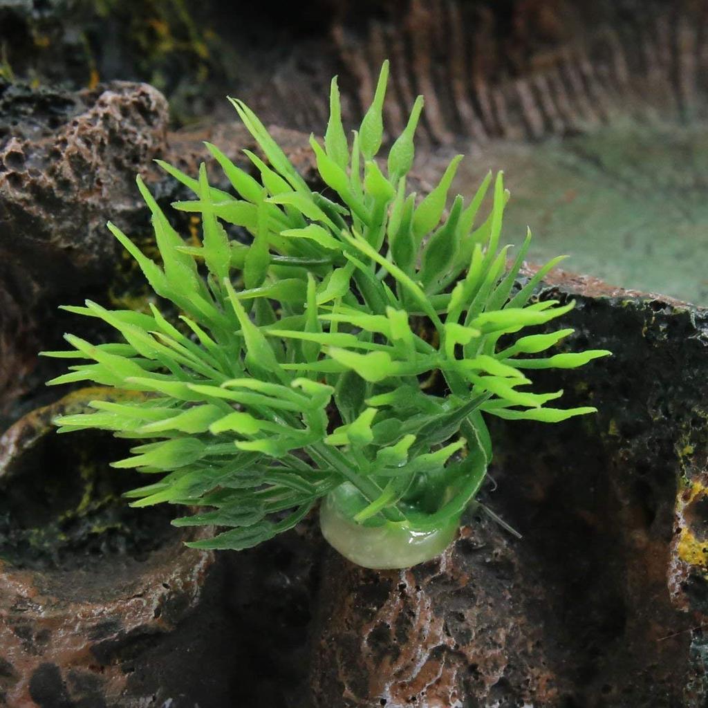 Кормление рептилий OMEM Кормление черепах Кормление амфибий Рис Имитация мха Разведение Принадлежности Тарелка, Тарелка, Контейнер, Посуда, Тарелка, Тарелка, Растение,