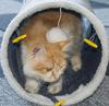 Supplier Indoor Outdoor Plastic Plush Collapsible Pet Toy Play Cat Tunnel