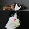Симуляция 3D Кошка Косплей Подушка Подушка Привлекательный Милый Рисунок Гибкая