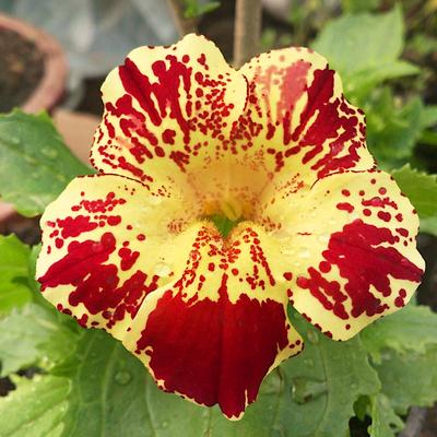 Смесь семян Фигларц Кроплик 0,3г -