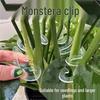 Transparent Flower Stem Support and Gatherer for Potted Plants and Monstera