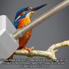 Обогревательная панель для клетки птиц Безопасный обогреватель для питомцев с термостатом для попугайчиков, корелл, зябликов, кроликов, хомяков Зима