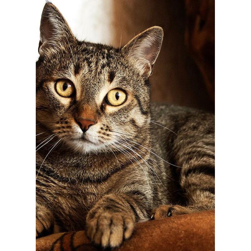 DIY 5D алмазная живопись животные вышивка кошка наборы крестиков полная круглая дрель мозаика со стразами настенная живопись подарок домашний декор