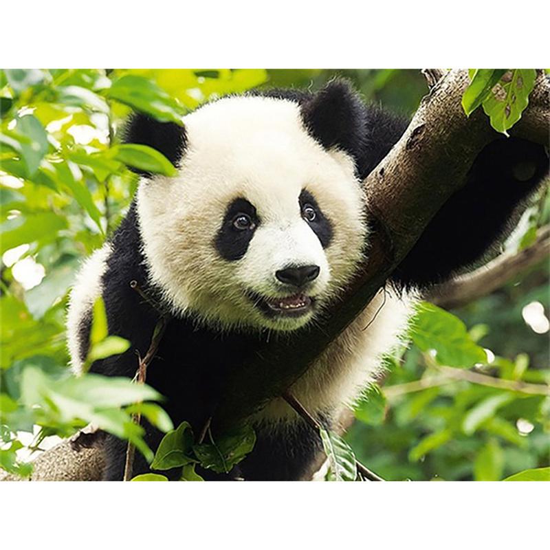 5D DIY Алмазная картина Панда Бамбуковый цветок Полная круглая Алмазная мозаика Животное Алмазная вышивка Комплект Стразы Домашнее украшение