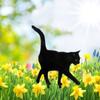 Black Acrylic Cat Stake Waterproof Simulation Black Cat Statue Cat Garden Stake  Courtyard