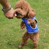 Dog Cooling Vest Harness Premium Pva Material Soak to Cool Breathable Lightweight Washable Pet Summer Cooling Clothes Size S