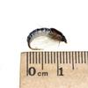 6PCS #12 Black Body Woolly Worm Brown Caddis Nymph Fly Deer Hair Beetle Trout Fly Fishing Fly Bait