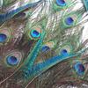 Natural Peacock Feather Vase ,Vase Decoration ,Big -Eyed Peacock Feathers ,Real Feather Ornaments ,Emerald Material