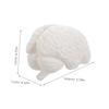 TENDYCOCO Human Brain Model: Human Brain Anatomy Model with Display Base, White for Learning Science Classroom Research Display Medical Education