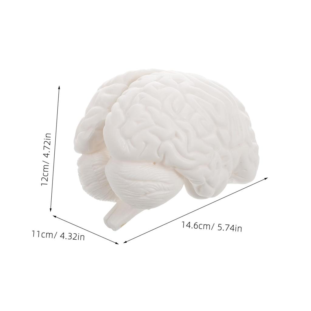 TENDYCOCO Human Brain Model: Human Brain Anatomy Model with Display Base, White for Learning Science Classroom Research Display Medical Education