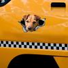 Patterdale Terrier Car Stickers Funny Waterproof Vinyl Decal Motorcycle Decorative Accessories, Used for Car, Motorcycle, Laptop, Van