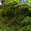 Artificial Moss Landscape Bionic Lawn False Moss Micro Landscape Layout Lawn Bonsai Pottery Paving Landscape Outdoor Indoor