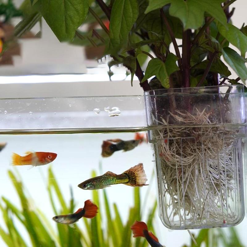Hydroponic Planting Cup Household Water Grass Planting Cup Wall Mounted High Transparent Fish Tank Landscape Decoration