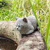 Durable Animal Statue Resin Resin Sculpture New Cat Statue
