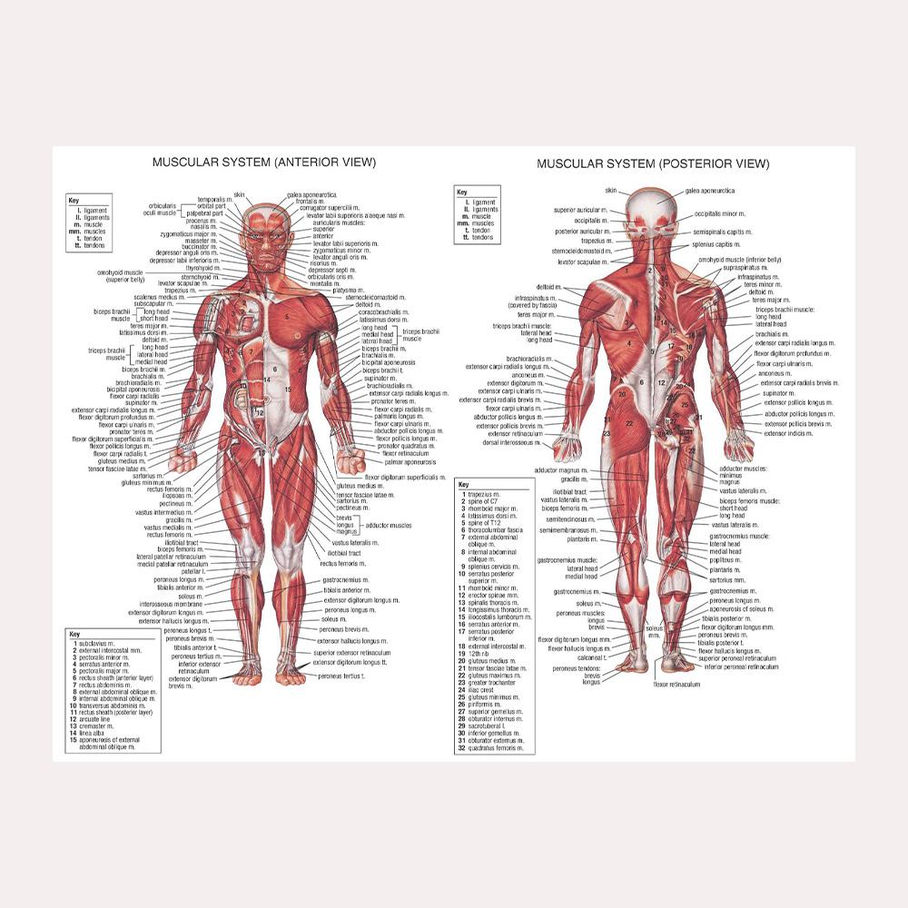 Плакаты и принты мышечной системы Анатомическая схема Тело человека Школа Медицинская наука Образовательные холсты Домашний декор