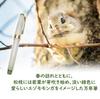 Sailor Fountain Pen Spring Calling Siberian Flying Squirrel Fountain Pen White Green Music MS