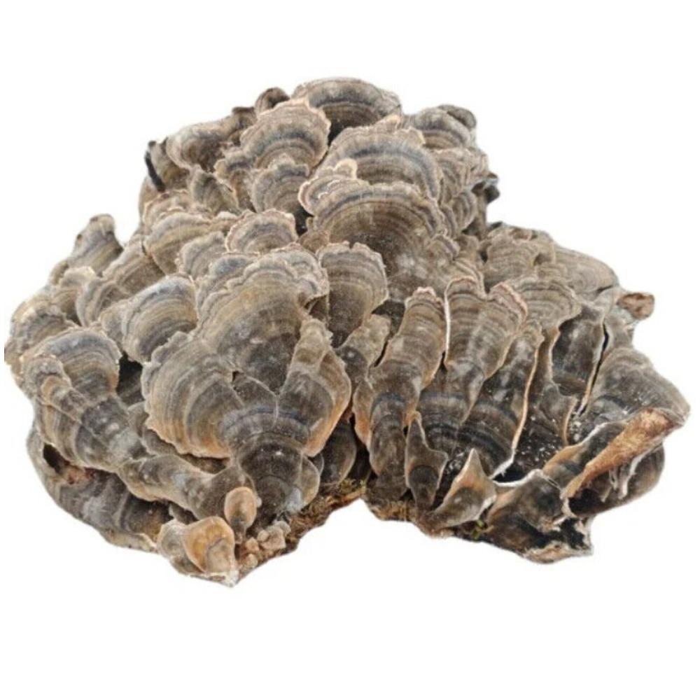 Органический чай из гриба Рейши (Turkey Tail) Травяной чай Натуральная поддержка энергии 500 г