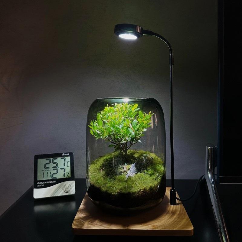 Творческий настольный микроландшафтный ваза своими руками зеленое растение экологическая бутылка мох ленивый искусственный ландшафтный дизайн бутылка современная простая ваза