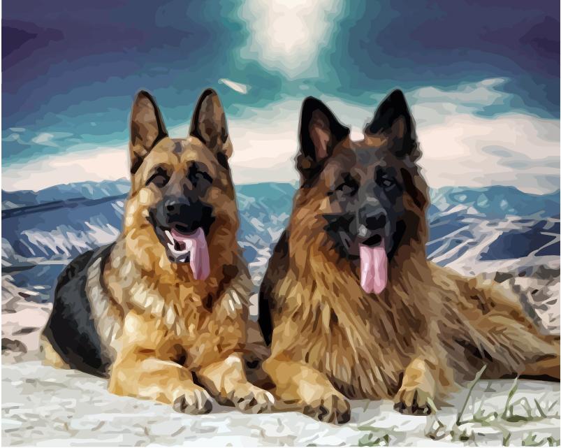 40x50 см живопись по номерам собака рисунок на холсте ручная роспись живопись искусство подарок DIY фотографии по номерам наборы животных домашний декор