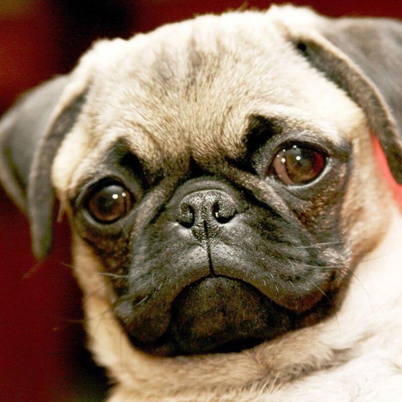 5D DIY алмазная живопись собака Алмазная вышивка животное вышивка крестиком полная круглая дрель со стразами ручное искусство домашний декор подарок