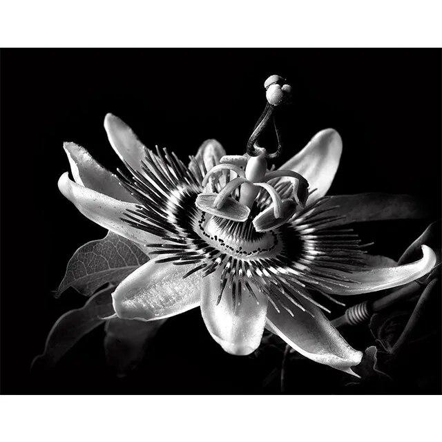 Черно-белые цветы подсолнуха, лилии, принты, постер, холст, живопись, современные настенные художественные картины для гостиной, спальни, домашний декор, без рамки