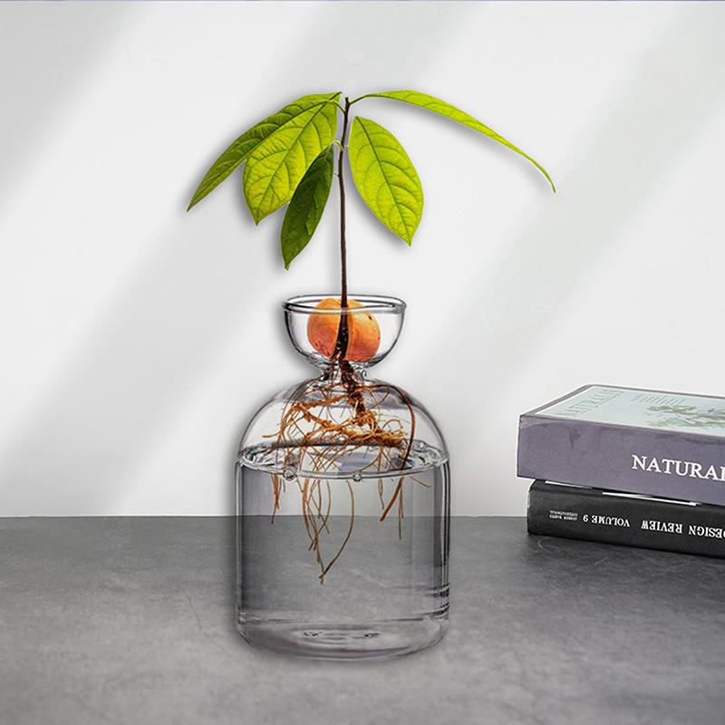 1PC Avocado Seed Starter Vase Transparent Glass Vase Vase For Growing Plant Glass Seed Growing Kit For Gardening Lovers