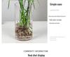 Hydroponic Lucky Bamboo and Aquatic Grass for Fish Tanks and Ponds