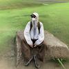 Ultra Lightweight Breathable UPF 50 Sun Protection Hooded Jacket Men Women Outdoor Travel Fishing Casual Wear