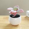 Fake Potted Plant Weather Resistant Photo Props Wide Application Excellent Mini Succulents Desk Office Potted Home Accessories