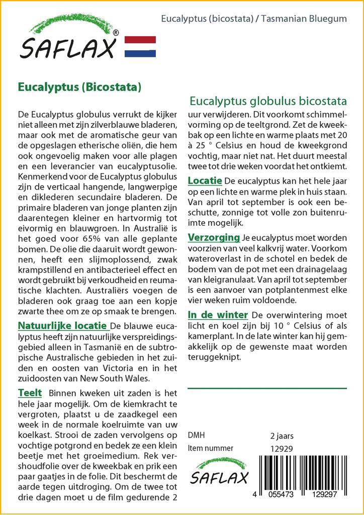 SAFLAX Тасманская голубая резинка - 100 семян - Eucalyptus globulus