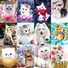 Алмазная вышивка милые кошки и собаки 5D DIY Алмазная картина вышивка крестом горный хрусталь