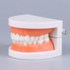 Standard Teeth Model Adult Standard Typodont Demonstration Denture Model Display