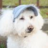 Adjustable Pet Dog Sunhat Stretch Chin Rope Dog Visor Hat Household Pet Baseball Cap  Outdoor