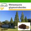 Dawn Redwood - 60 семян - С горшечным субстратом для лучшего выращивания - Metasequoia glyptostroboides