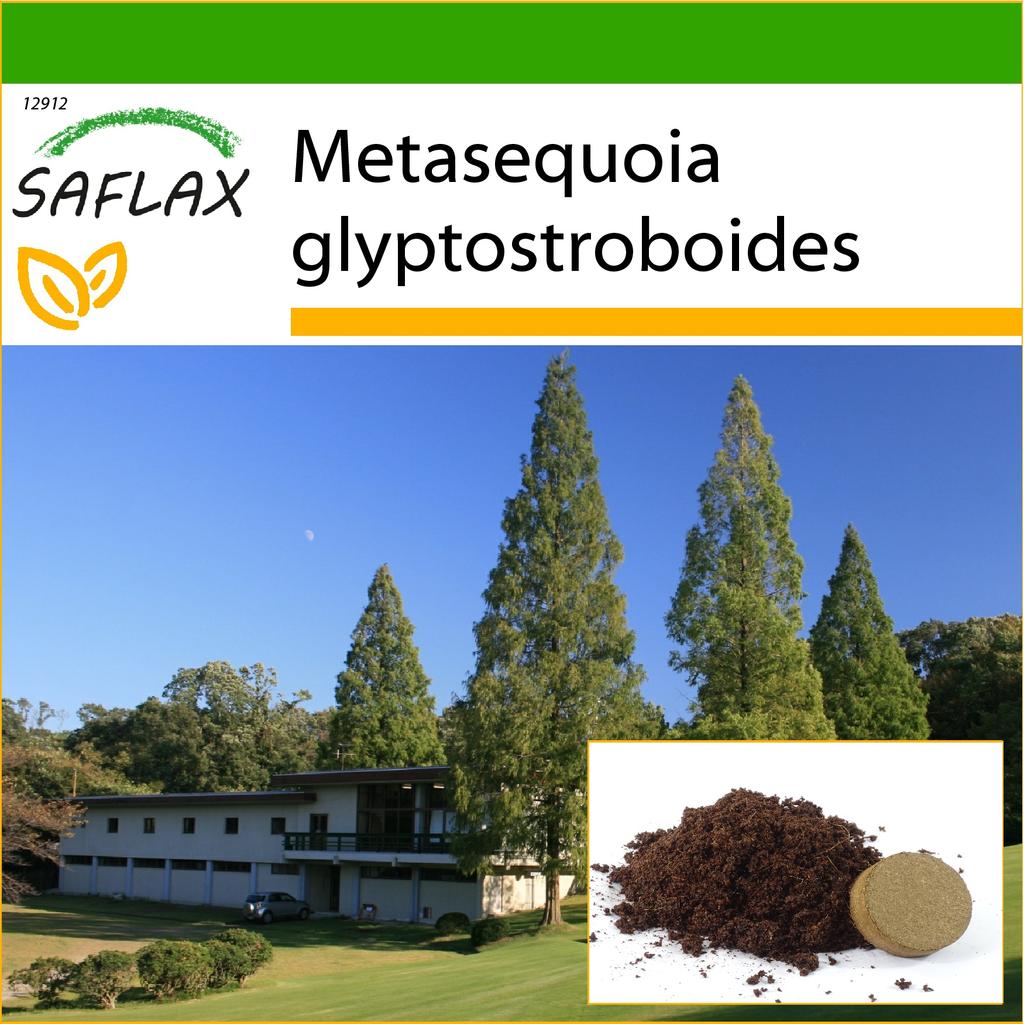 SAFLAX Dawn Redwood - 60 семян - С горшечным субстратом для лучшего выращивания - Metasequoia glyptostroboides
