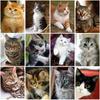 DIY Cat 5D Diamond Painting Full Square Drill Cross Stitch Animal Embroidery Rhinestone Cross Stitch Wall Art Gift Home Decor