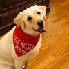 Free Kisses XOXO Pet Dog Boy Girl Red Bandana Scarf Happy Valentine's Day Decoration Dog Lover Mom Dad Gift Present Photo Props