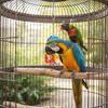Parrot Chew Toy with Acrylic Spinning Ball_Chain Bird Cage Hanging Toy with Hook for Small Medium Birds