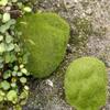 Accessories Lawn Ornament Fairy Garden Home Decor Mossy Stone Stone Model Simulation Moss