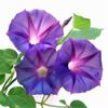 40 Purple Morning Glory Seeds