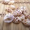 Natural Seashells: Hermit Crab & Fish Tank Ornaments