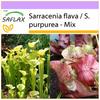 Pitcher Plant Mix - 10 семян - Sarracenia Mix