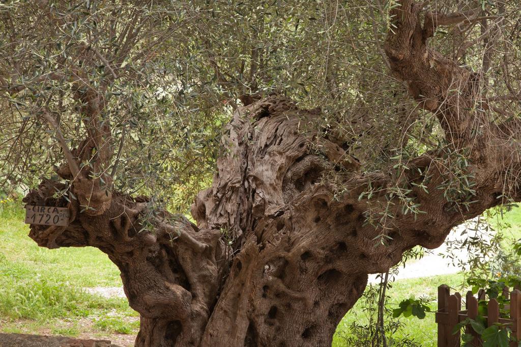 SAFLAX Олива обыкновенная - 20 семян - Olea europea