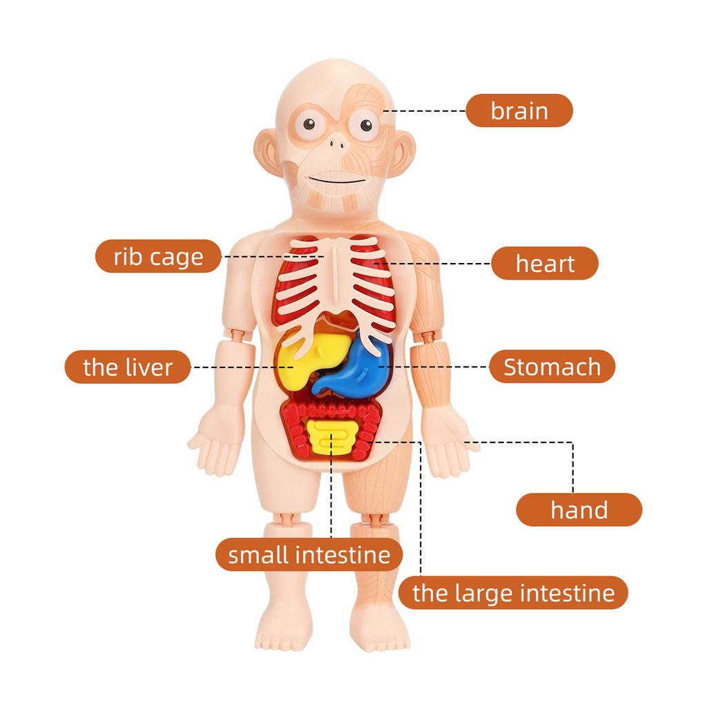 Children's Enlightenment Science Education Human Organ Model Ornaments DIY Assembly STEAM Medical Early Education Puzzle Toys