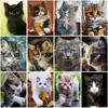 DIY Cat 5D Diamond Painting Cross Stitch Needlework Full Round Drill Resin Mosaic Diamond Embroidery Home Decor Wall Art Gift