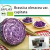 Gift Set - Organic - Red Cabbage - Red Drumhead - 250 Seeds - With Gift Box, Card, Label and Potting Substrate - Brassica Oleracea